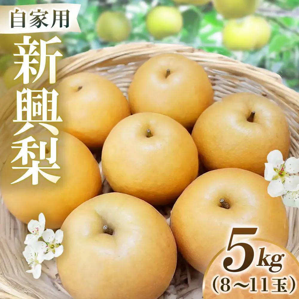 新興梨【自家用】5kg（岸田秀果園） 鳥取 梨 なし ナシ 果物 フルーツ 和梨 新興梨 しんこうなし 人気 自家用 産地直送