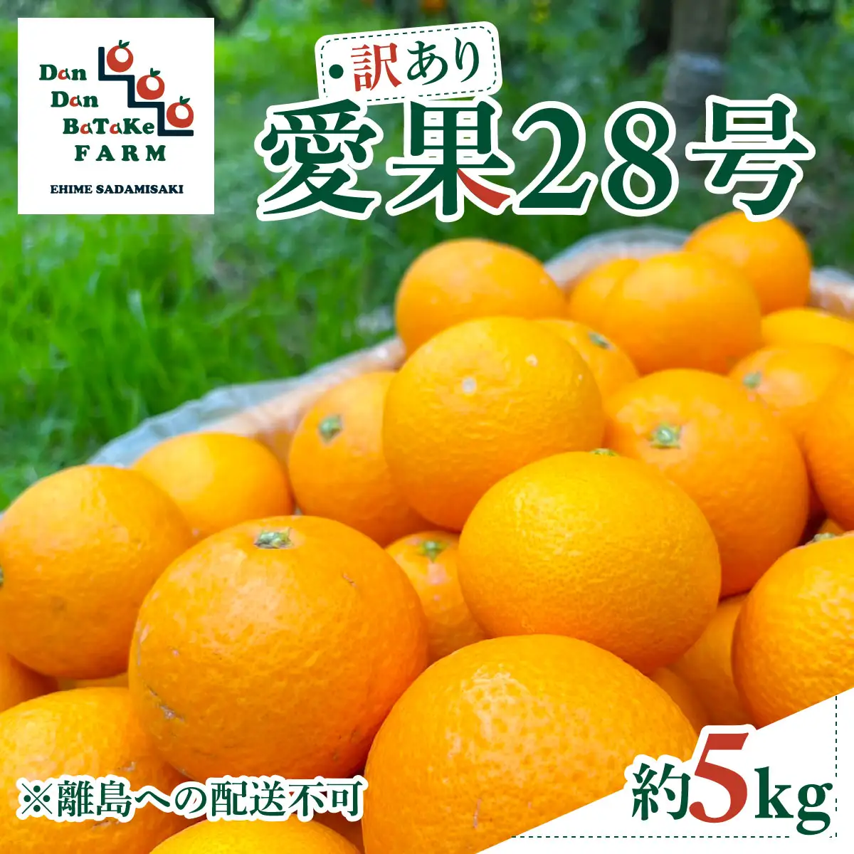 【先行予約】【訳あり】愛果28号 約5kg（小玉） | 柑橘 みかん 果物 フルーツ 愛媛県産 農家直送　※離島への配送不可　※2026年12月下旬から順次発送予定 IKTAU003