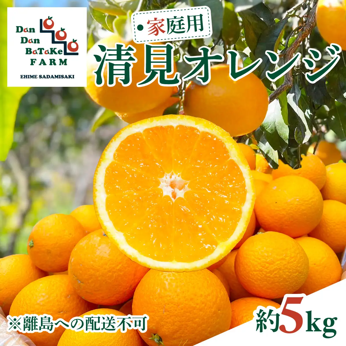 【先行予約】【家庭用】清見オレンジ 約5kg | 柑橘 みかん 果物 フルーツ 愛媛県産 農家直送　※離島への配送不可　※2027年3月中旬より順次発送予定 IKTAU010