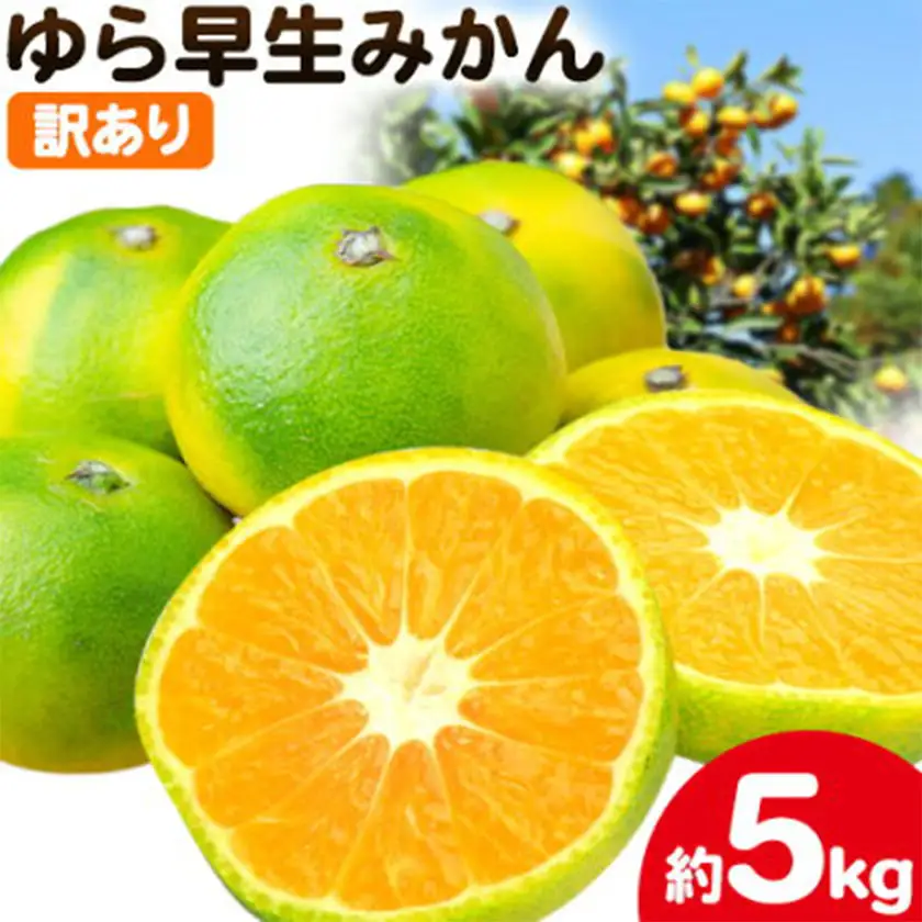 訳あり ゆら早生みかん 5kg 圦本農園 