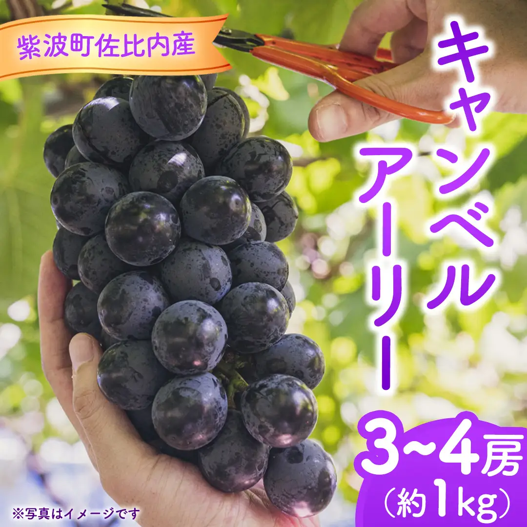 ぶどう キャンベルアーリー 1kg (3～4房)【紫波町佐比内産】 (BC008)