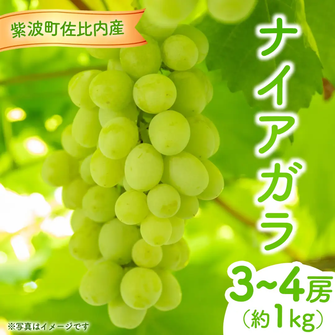 ぶどう ナイアガラ 1kg (3～4房)【紫波町佐比内産】(BC009)