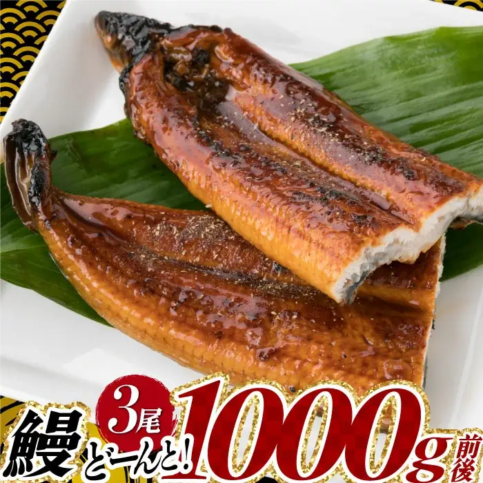 A1526.うなぎの蒲焼３尾（計１，０００ｇ前後）『１～２ヶ月前後でお届け！！』