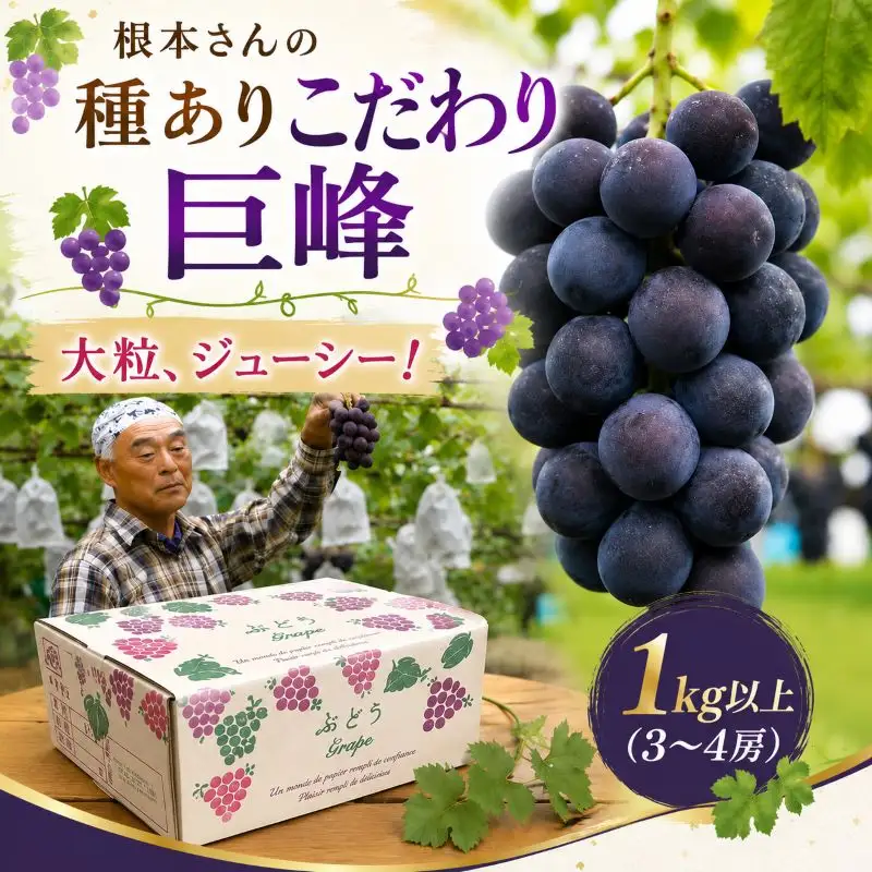 ぶどう 根本さんの種ありこだわり巨峰　約1kg | 完熟 葡萄 甘い 大粒 フルーツ 産地直送 栃木県 矢板市