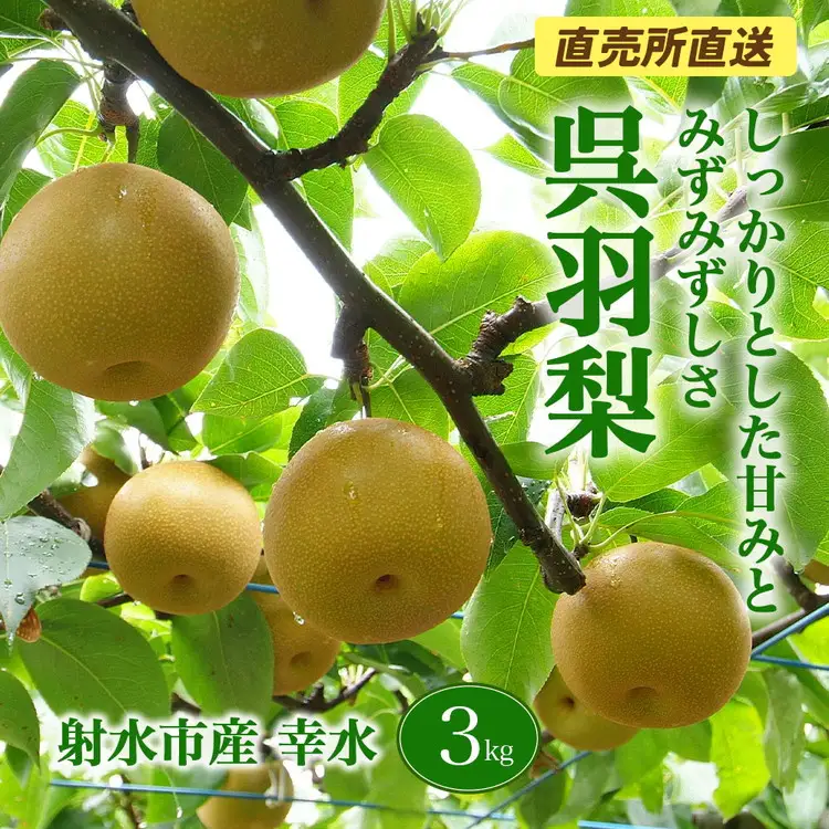 【射水のおいしい果実】【梨】直売所直送 野開梨園の“呉羽梨” 幸水3kg（8～9個／箱）※2026年8月～発送