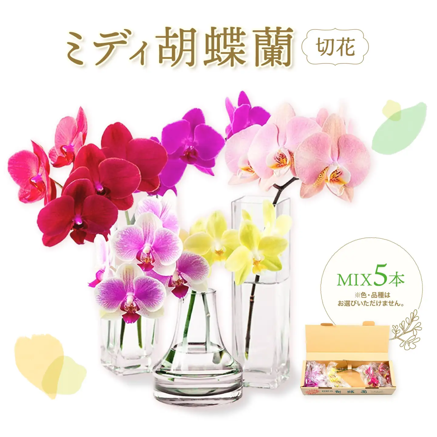 ミディ 胡蝶蘭切花 MIX 5本セット 株式会社日野洋蘭園《30日以内に出荷予定(土日祝除く)》