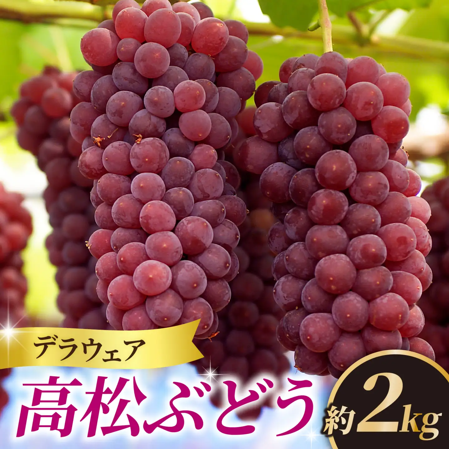 【先行予約 2027年収穫分】高松ぶどう デラウェア 約2kg入り（およそ9～10房） 1箱【配送不可地域：北海道・沖縄県・離島】｜ぶどう フルーツ 果物