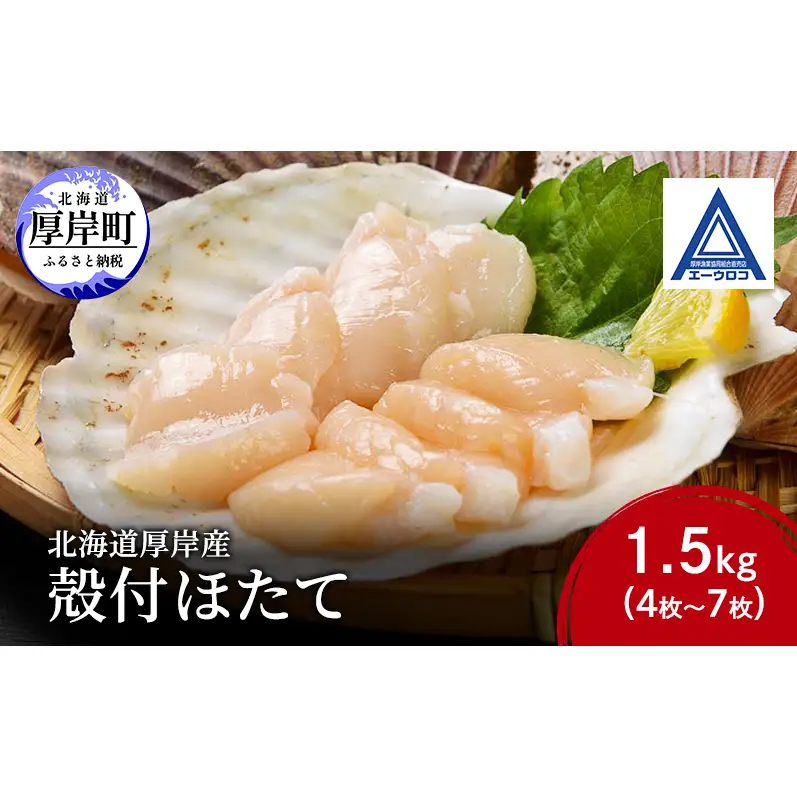 新鮮 北海道 厚岸産 殻付ほたて 1.5kg(4枚～7枚) [ ホタテ 帆立 ほたて 産地直送 貝 バーベキュー ]