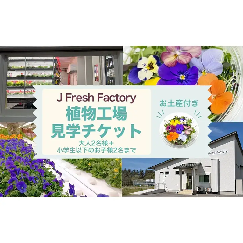 自動車部品メーカーが作った植物工場！エディブルフラワーの収穫体験付き工場見学（大人2名＋小学生以下2名まで）栽培期間中無農薬で育てたリーフ＆エディブルフラワーサラダカップのお土産付き 食用花 お花 サラダ 工場見学 体験 チケット