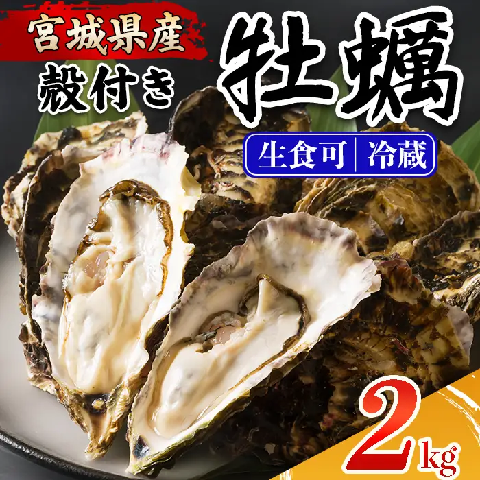 殻付き牡蠣（生食用）冷蔵 2kg 生牡蠣 宮城県産 牡蛎 牡蠣 カキ かき 生食 オイスター カキフライ 牡蠣鍋 海鮮 国産 魚貝類 バーベキュー BBQ 【カタクチ商店株式会社】ta730