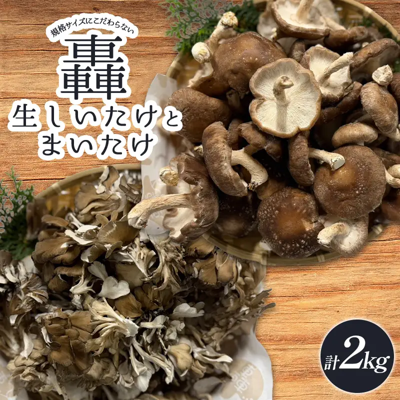 規格サイズにこだわらない轟生しいたけ 1kg と轟まいたけ ほぐし 1kg きのこ キノコ 野菜 食品 F21E-532