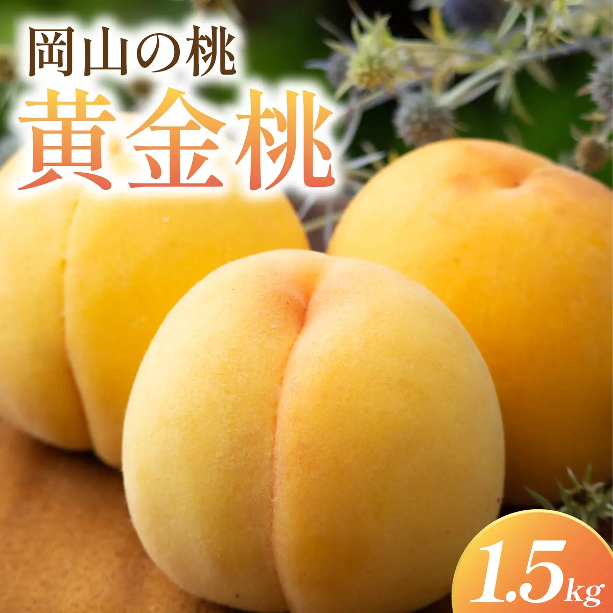 岡山県産・マンゴーの様な黄色い桃・黄金桃　1.5kg箱