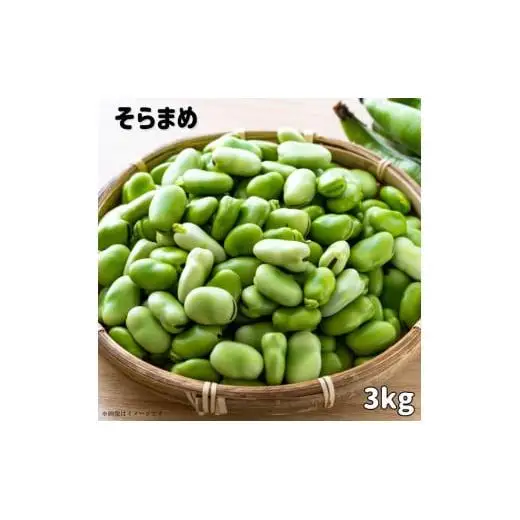 文ちゃん農園の天豆（そらまめ）約3kg ／ そら豆 そらまめ ソラマメ 空豆 天豆 豆 産地直送 野菜 3kg 千葉県 送料無料