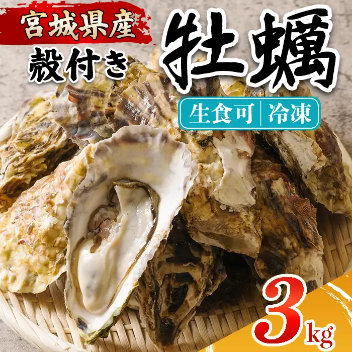 殻付き牡蠣（生食用）冷凍 3kg 生牡蠣 宮城県産 牡蛎 牡蠣 カキ かき 生食 オイスター カキフライ 牡蠣鍋 海鮮 国産 魚貝類 バーベキュー BBQ 【カタクチ商店株式会社】ta735