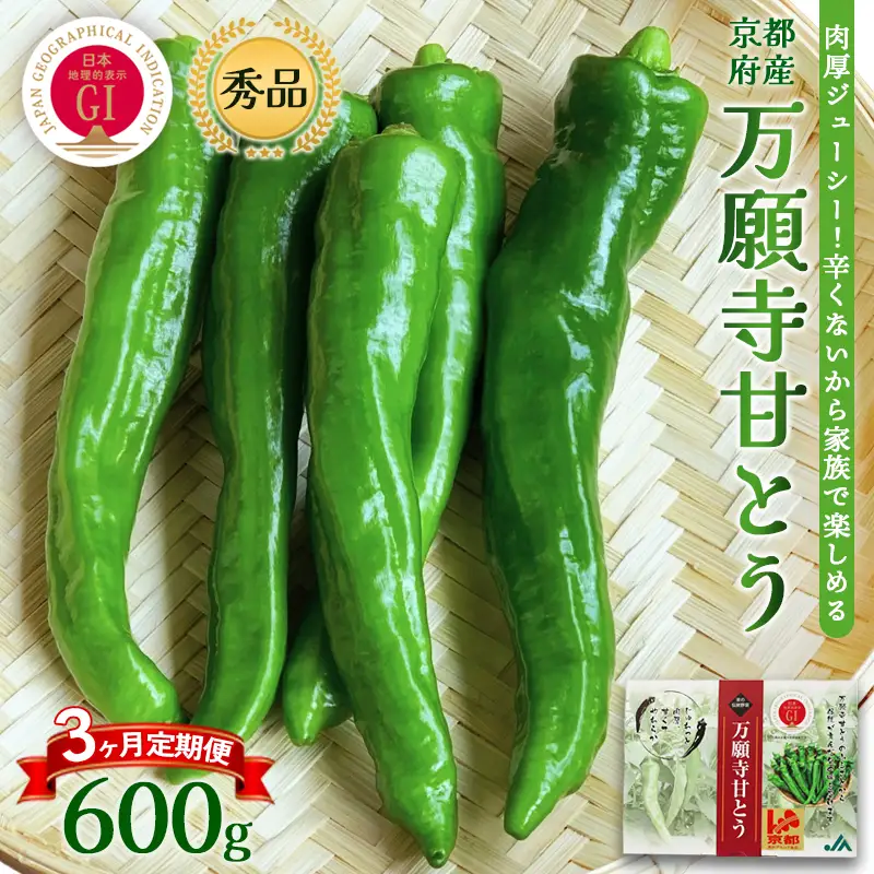 【定期便】 万願寺甘とう 秀品 600g×3回 