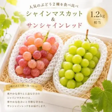 【2026年度発送】シャインマスカット＆サンシャインレッド1.2kg相当【配送不可地域：離島・沖縄県】【1752366】