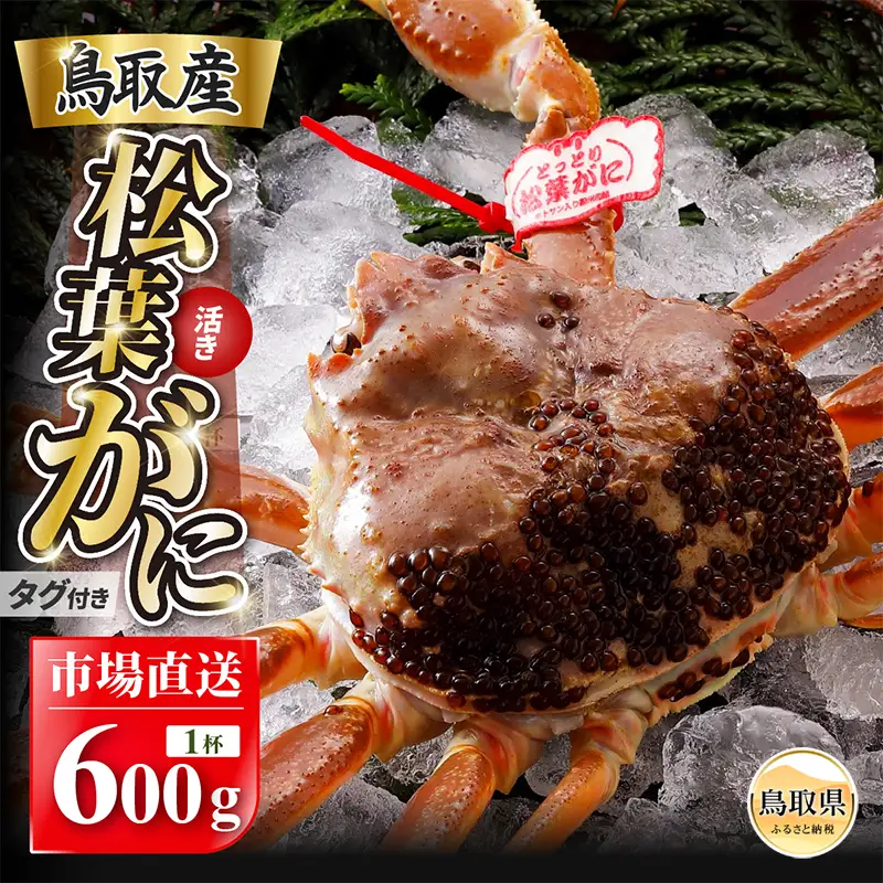 【2026年11月発送】特撰　松葉がに（なま）【ブランドタグ付き】600g超の大きいサイズ　食べ応えあり　特大1杯【期間限定】_T2600465