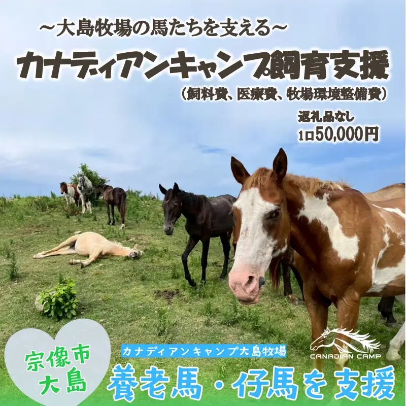 【返礼品なし】引退馬・仔馬の飼育支援 50,000円【カナディアンキャンプ乗馬クラブ】_HA2058 馬 仔馬 飼育支援 牧場 福岡県宗像市 宗像市 福岡 宗像