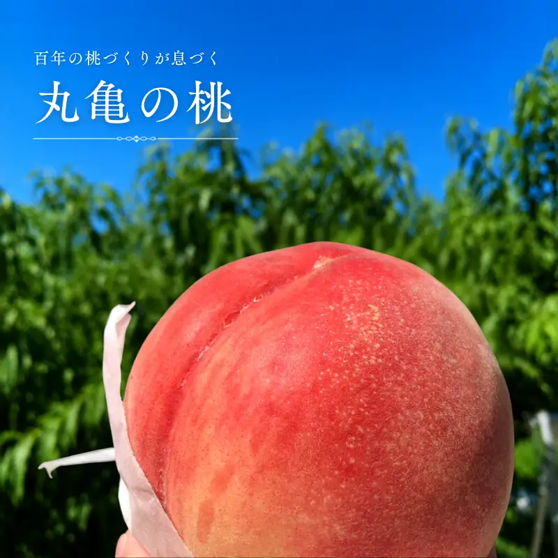 桃 約4㎏ 贈答用 完熟桃 桃 もも 香川県 丸亀市