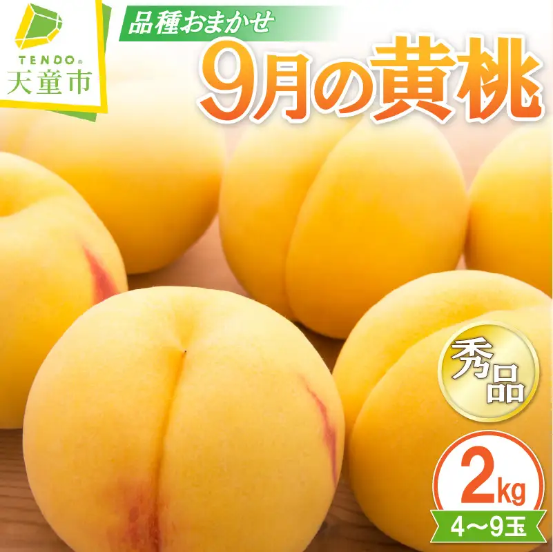 9月 の 黄桃 2kg フルーツ 果物 山形 桃