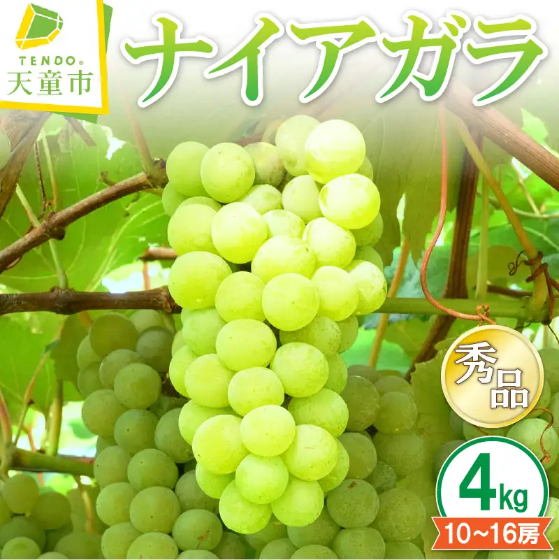 ぶどう ナイアガラ 4kg フルーツ 果物 山形 ブドウ
