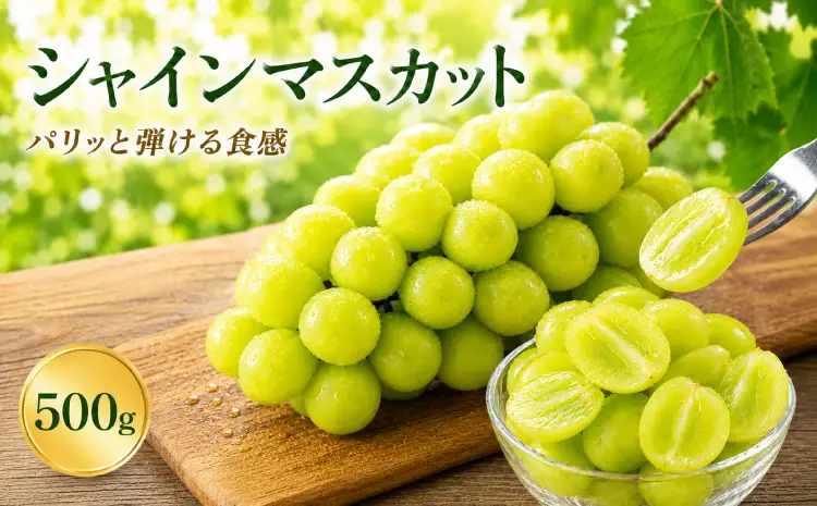 先行予約 シャインマスカット 500g 【2026年8月中旬〜9月下旬頃発送予定】