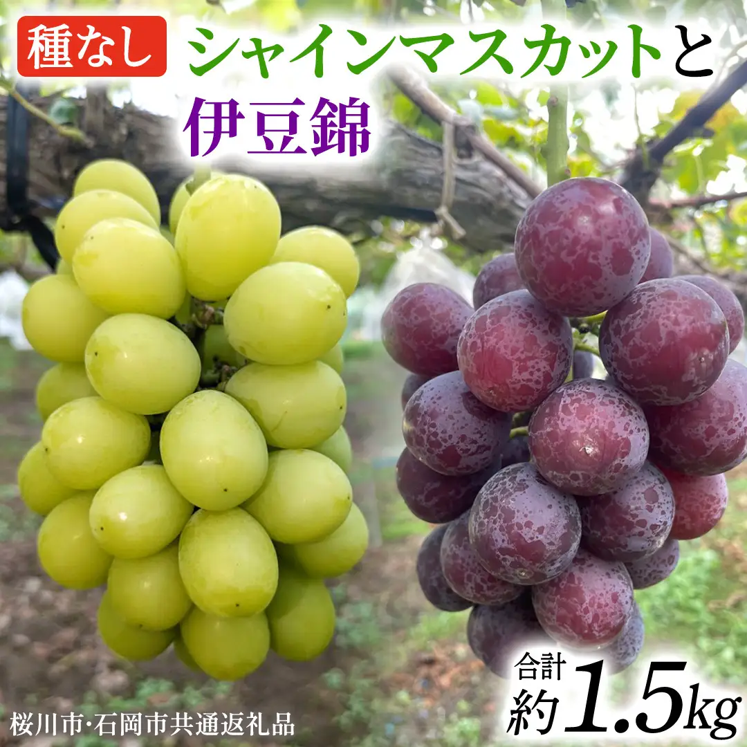 シャインマスカットと伊豆錦（種なし）約1.5kg（計2～3房）ご家庭用 (桜川市・石岡市共通返礼品) [FB020sa]