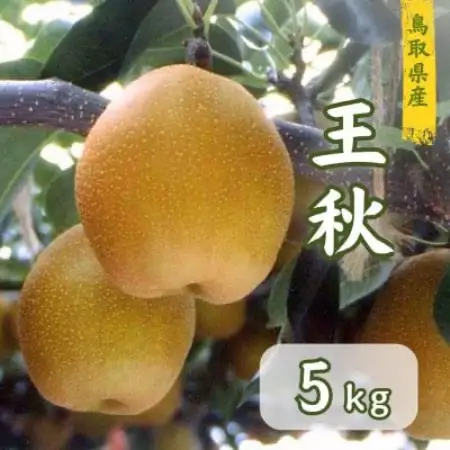 鳥取県産　王秋梨　5kg【1748590】