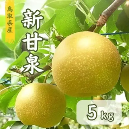 鳥取県産　新甘泉梨　5kg【1748597】
