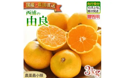 由良 みかん 3kg 【贈答用】 みかん 沼津 静岡