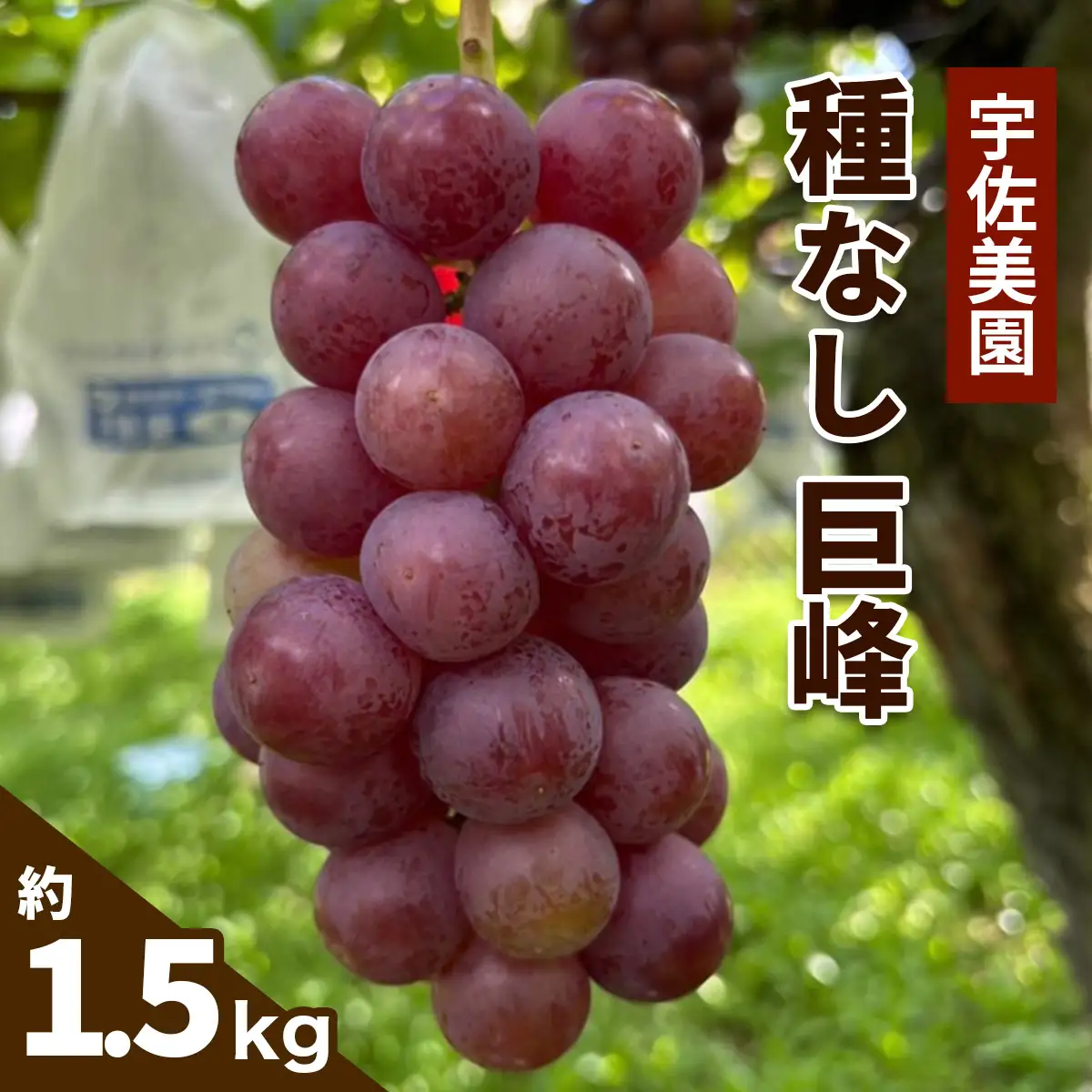 [8月中旬より順次発送／数量限定] 宇佐美園が育てた 種なし 巨峰 約1.5kg [1164]
