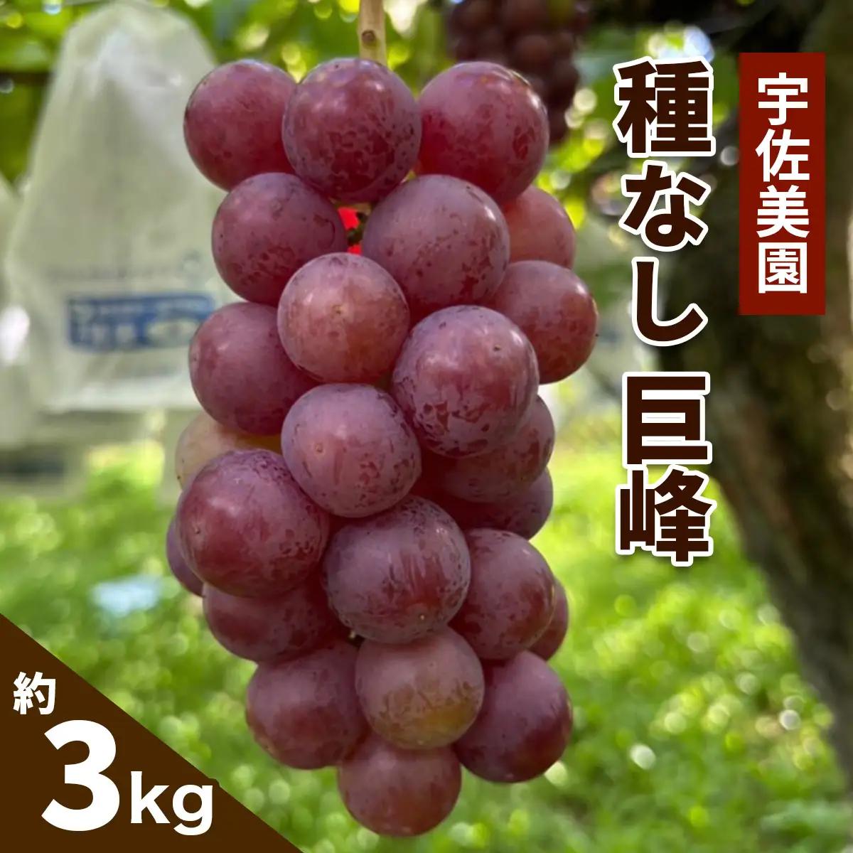 [8月中旬より順次発送／数量限定] 宇佐美園が育てた 種なし 巨峰 約3kg [1165]