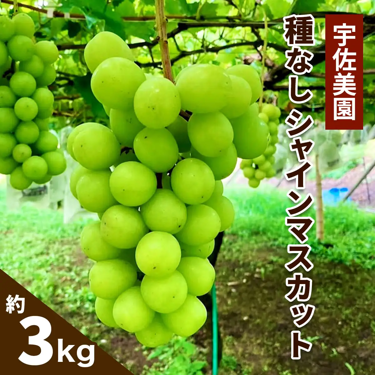 [8月下旬より順次発送／数量限定] 宇佐美園の種なし シャインマスカット 約3kg [1255]