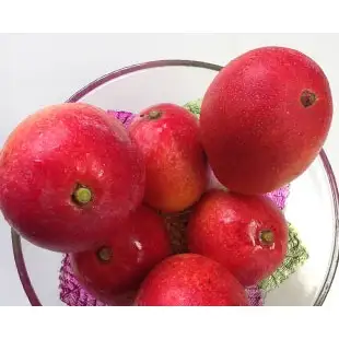 完熟ミニマンゴー 1kg