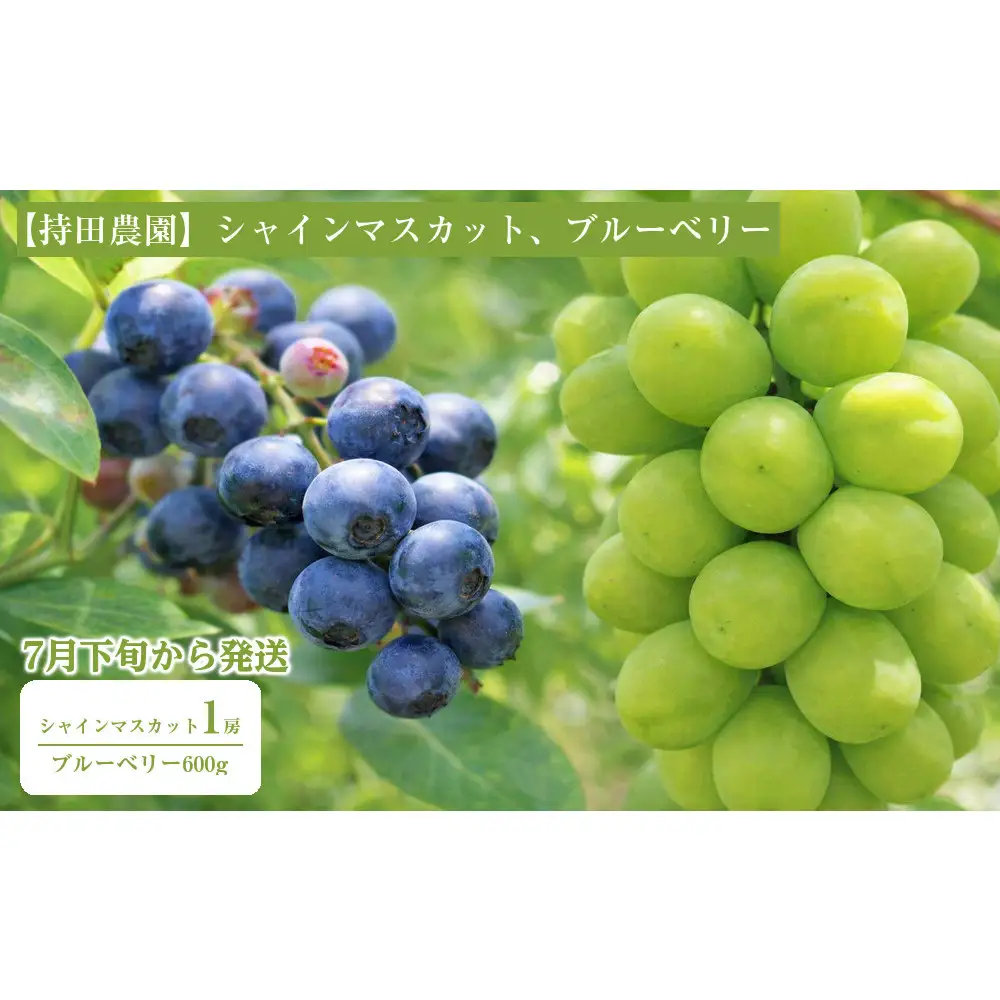 【2026年7月下旬以降発送】シャインマスカット1房とブルーベリー600g【持田農園】