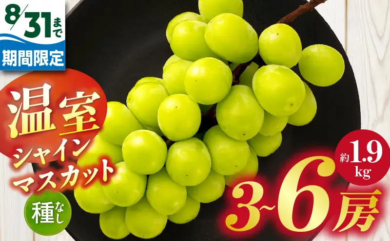 【8月31日（夏休み）までの期間限定価格!!】温室シャインマスカット　約1.9kg | シャインマスカット マスカット ぶどう ブドウ 葡萄 果物 フルーツ 期間限定 新鮮 くだもの 国産 ギフト お裾分け 旬 人気 種なし 皮ごと食べられる ジューシー 糖度が高い 先行受付 先行予約 季節限定 おすすめ 旬の果物 香川 香川県 三木町 |_mk006-131