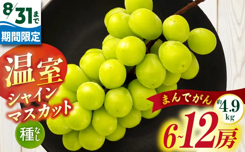 【8月31日（夏休み）までの期間限定価格!!】温室シャインマスカット　まんでがん　約4.9kg| シャインマスカット マスカット ぶどう ブドウ 葡萄 果物 フルーツ 期間限定 新鮮 くだもの 国産 ギフト お裾分け 旬 人気 種なし 皮ごと食べられる ジューシー 糖度が高い 先行受付 先行予約 季節限定 おすすめ 旬の果物 香川 香川県 三木町 |_mk006-132