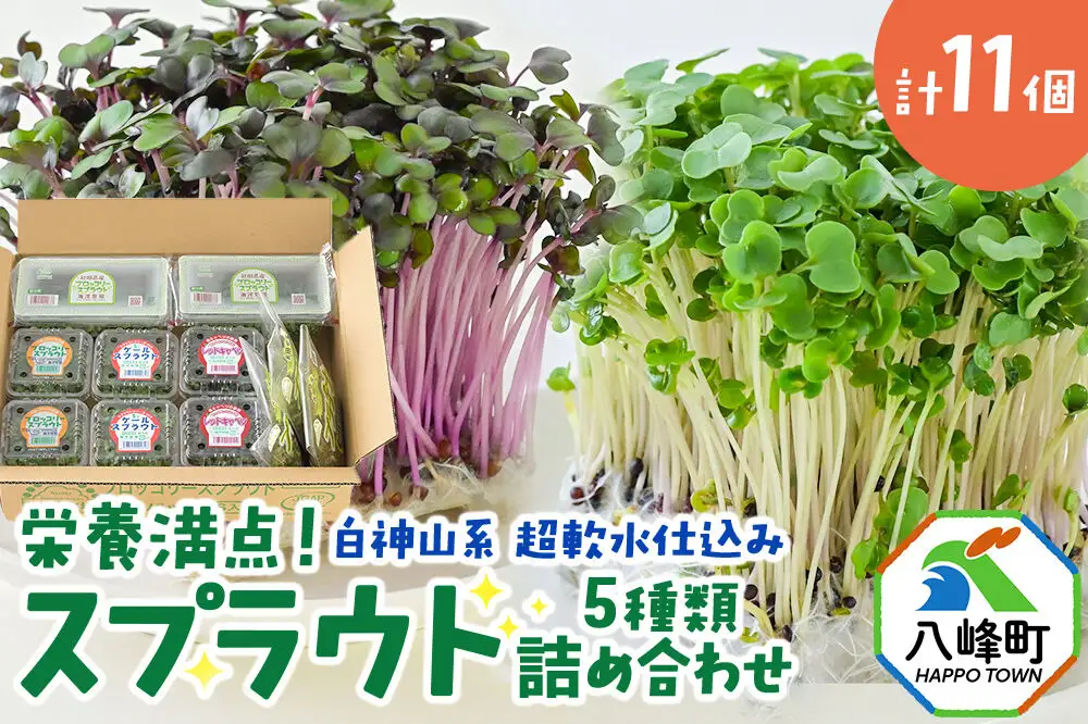 スプラウト 5種 詰め合わせ 計11個【白神山系　超軟水仕込み】栄養満点 