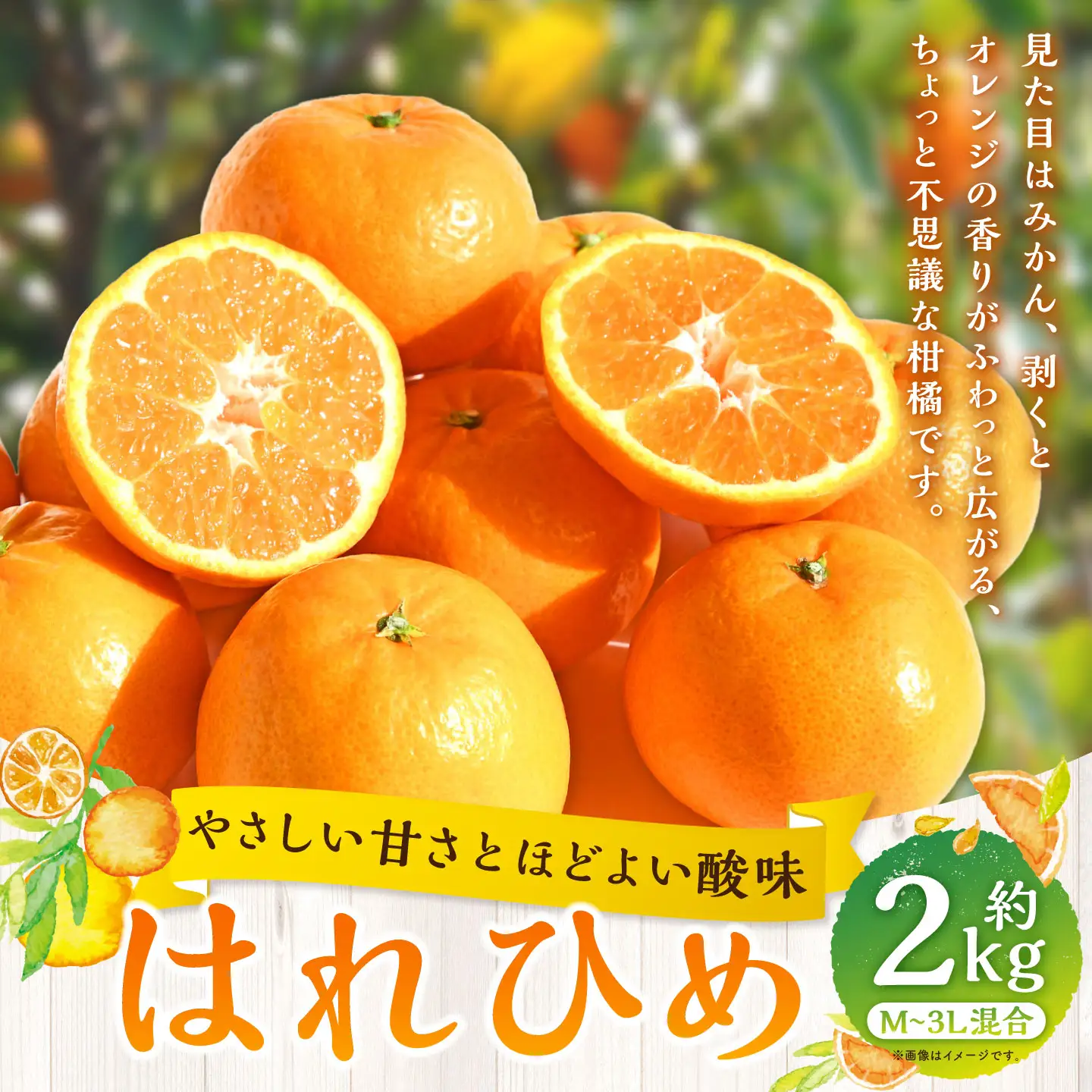 【 やさしい甘さとほどよい酸味 】 はれひめ 約2kg みかん ミカン オレンジ 柑橘 柑橘類 柑橘系 くだもの 果物 フルーツ 果実 果汁 果肉 国産 愛媛県産 【 2027年1月上旬～2月上旬発送予定 】 ( 1058 )