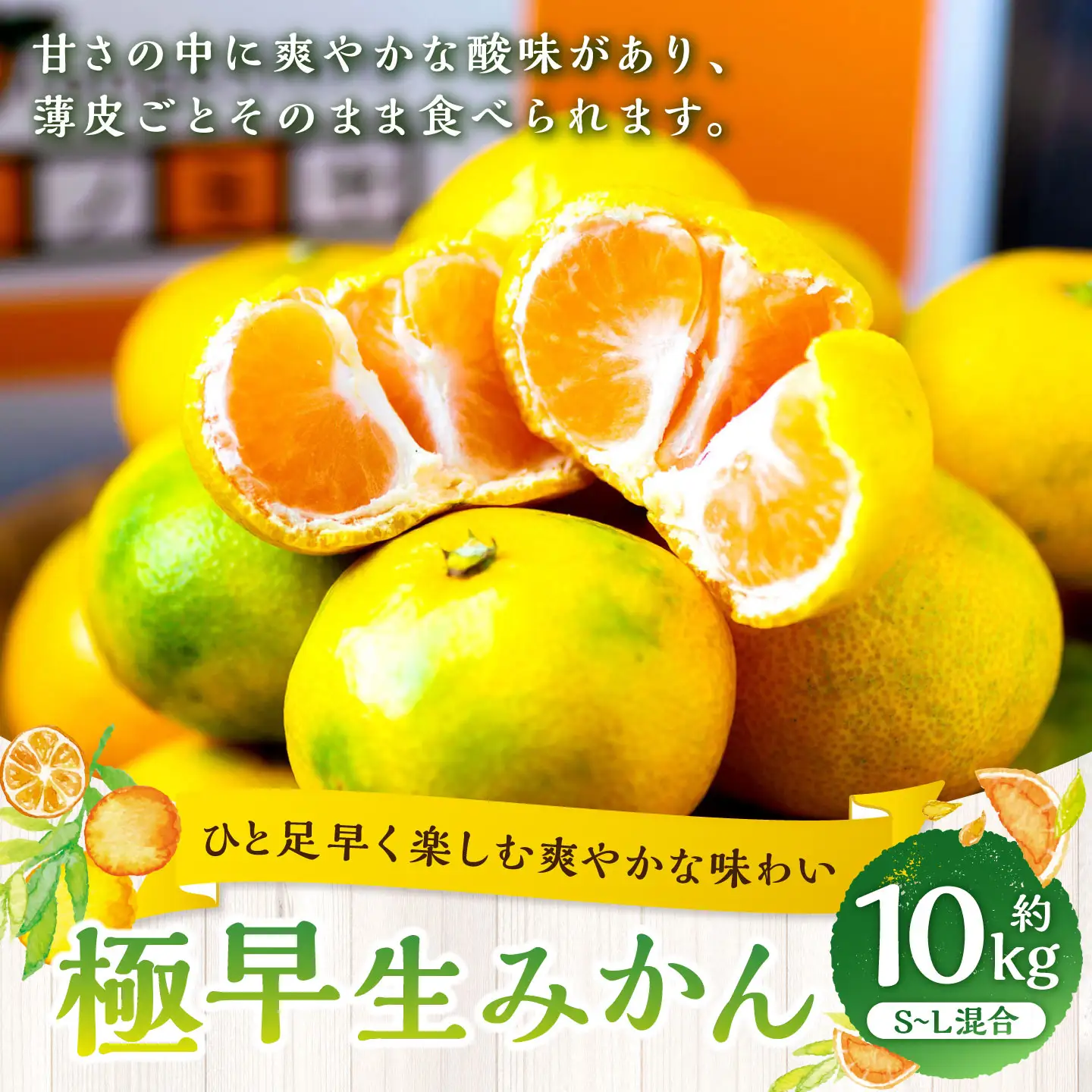 【 ひと足早く楽しむ爽やかな味わい 】 極早生みかん 約10kg みかん ミカン 柑橘 柑橘系 柑橘類 くだもの 果物 フルーツ 果実 果汁 果肉 国産 愛媛県産 薄皮 【 2026年9月下旬-11月上旬発送予定 】 ( 1096 )