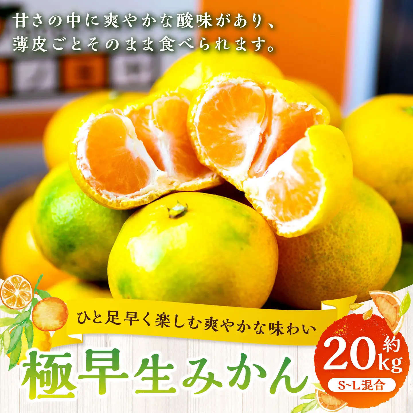 【 ひと足早く楽しむ爽やかな味わい 】 極早生みかん 約20kg みかん ミカン 柑橘 柑橘系 柑橘類 くだもの 果物 フルーツ 果実 果汁 果肉 国産 愛媛県産 薄皮 【 2026年9月下旬-11月上旬発送予定 】 ( 1097 )
