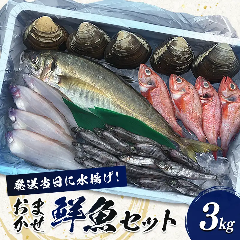 相馬原釜港直送！ おまかせ 鮮魚セット 3kg  海の幸 鮮魚 魚 魚介 海産物 海鮮 食品 FAI-0068