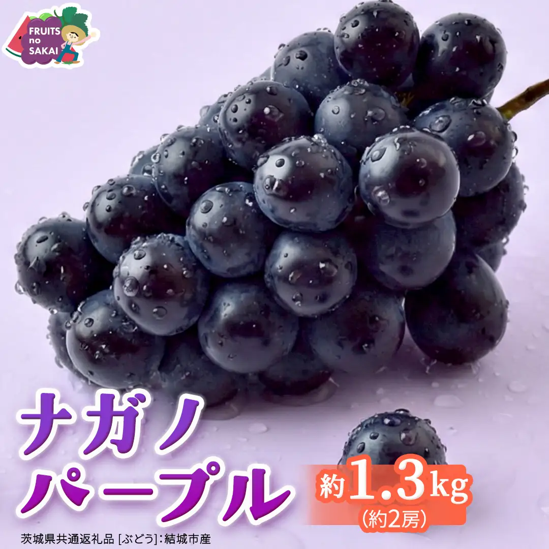 ナガノパープル 約1.3kg （約2房）【2026年8月より発送開始】（茨城県共通返礼品 [ぶどう]：結城市産）