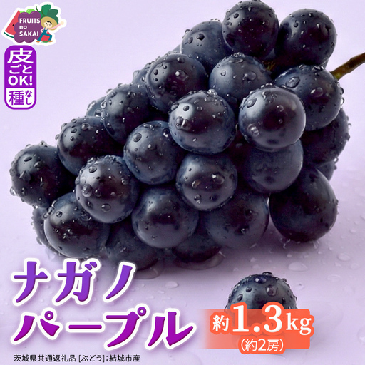 ナガノパープル 約1.3kg （約2房）【2026年8月より発送開始】（茨城県共通返礼品 [ぶどう]：結城市産）