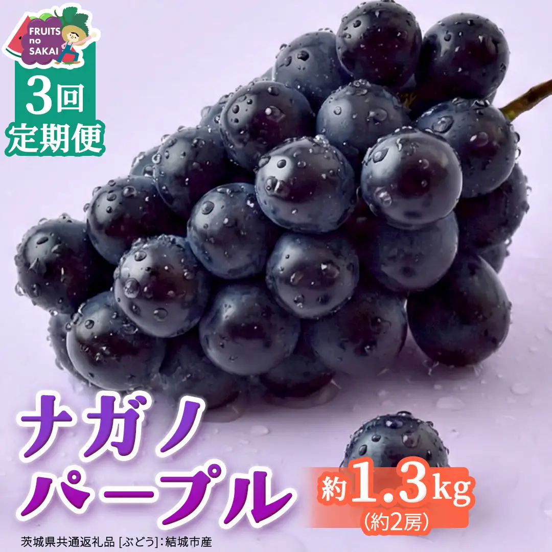 【定期便】3か月連続でお届け！ナガノパープル 約1.3kg （約2房）【2026年8月より発送開始】（茨城県共通返礼品 [ぶどう]：結城市産） 