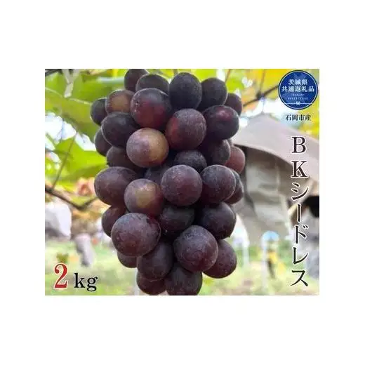 【先行予約】開田ぶどう園 BKシードレス 2㎏（茨城県共通返礼品・石岡市産） ／  ぶどう 葡萄 ブドウ 果物 フルーツ BKシードレス 2kg
