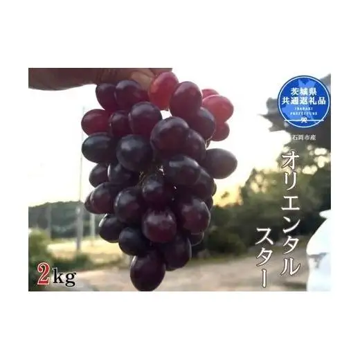 【先行予約】開田ぶどう園 オリエンタルスター 2kg（茨城県共通返礼品・石岡市産） ／  ぶどう 葡萄 ブドウ 果物 フルーツ オリエンタルスター 2kg