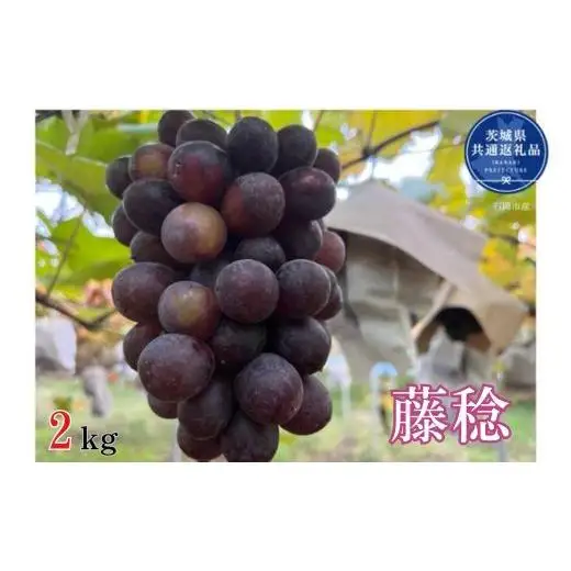 【先行予約】開田ぶどう園　藤稔　2kg（茨城県共通返礼品・石岡市産） ／  ぶどう 葡萄 ブドウ 果物 フルーツ 藤稔 2kg