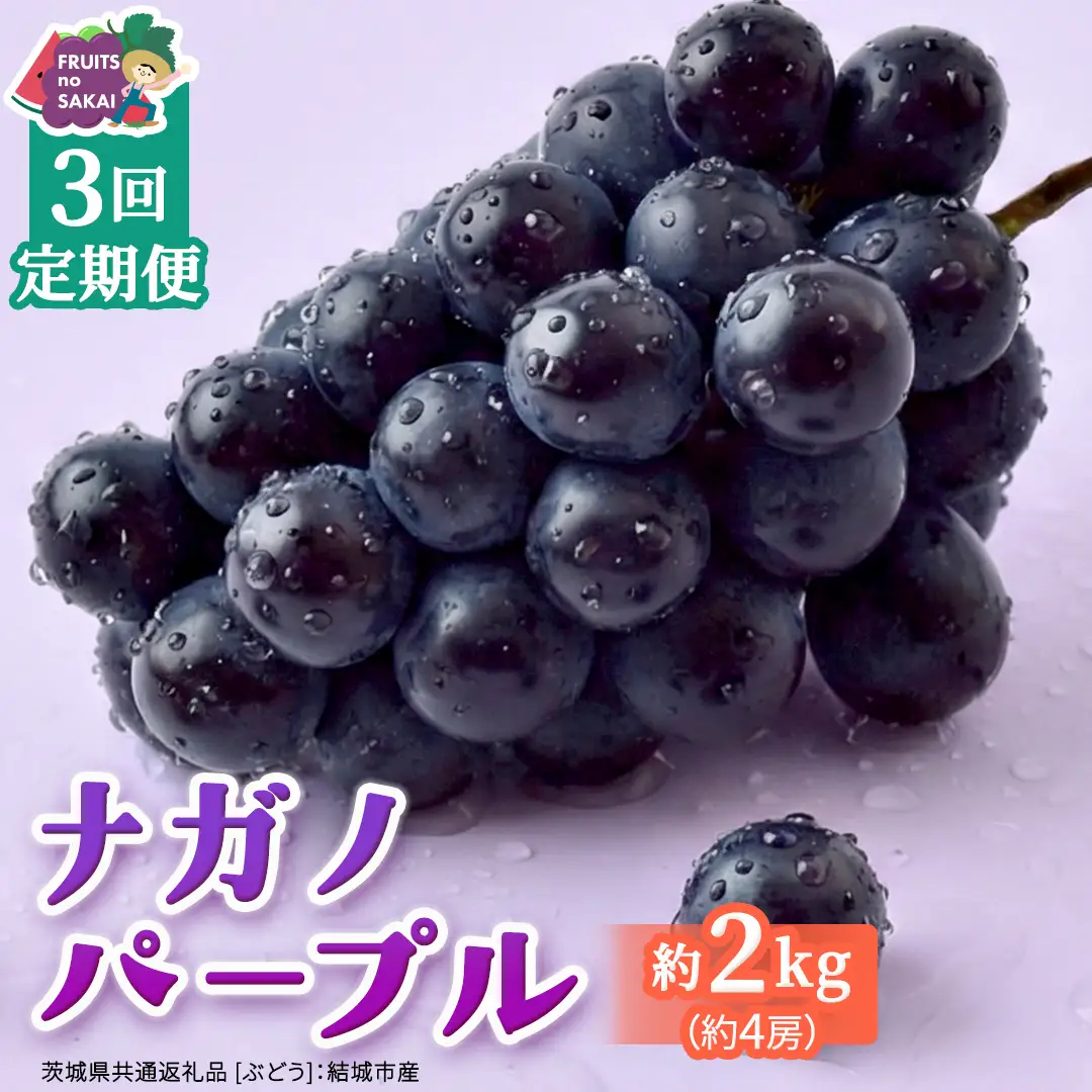 【定期便】3か月連続でお届け！ナガノパープル 約2kg （約4房）【2026年8月より発送開始】（茨城県共通返礼品 [ぶどう]：結城市産）