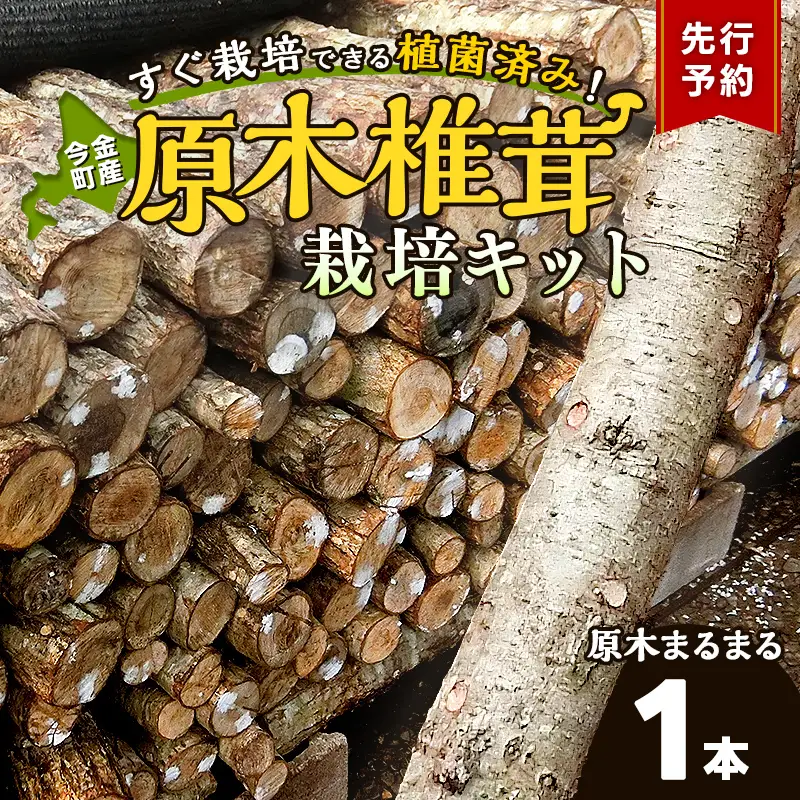 【先行予約】北海道今金町産 原木しいたけ栽培キット しいたけ原木1本 椎茸 シイタケ きのこ キノコ 野菜 採れたて F21W-593